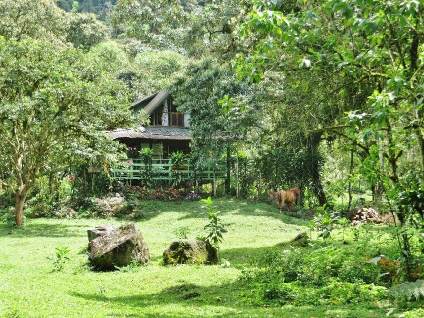 A secluded wooden cabin surrounded by lush greenery and trees, with a grazing horse nearby, creating a serene and natural atmosphere.